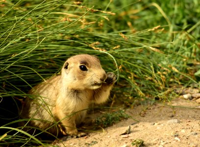White-tailed prairie dog at Arapaho National Wildlife Refuge
