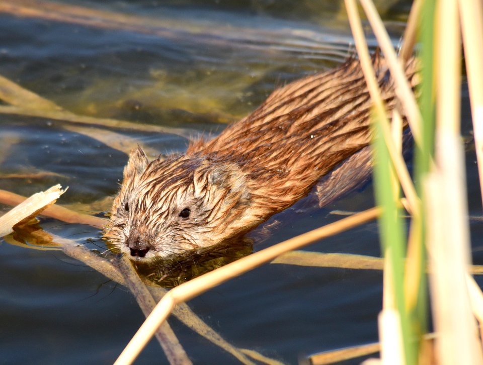 Muskrat at Seedskadee National Wildlife Refuge