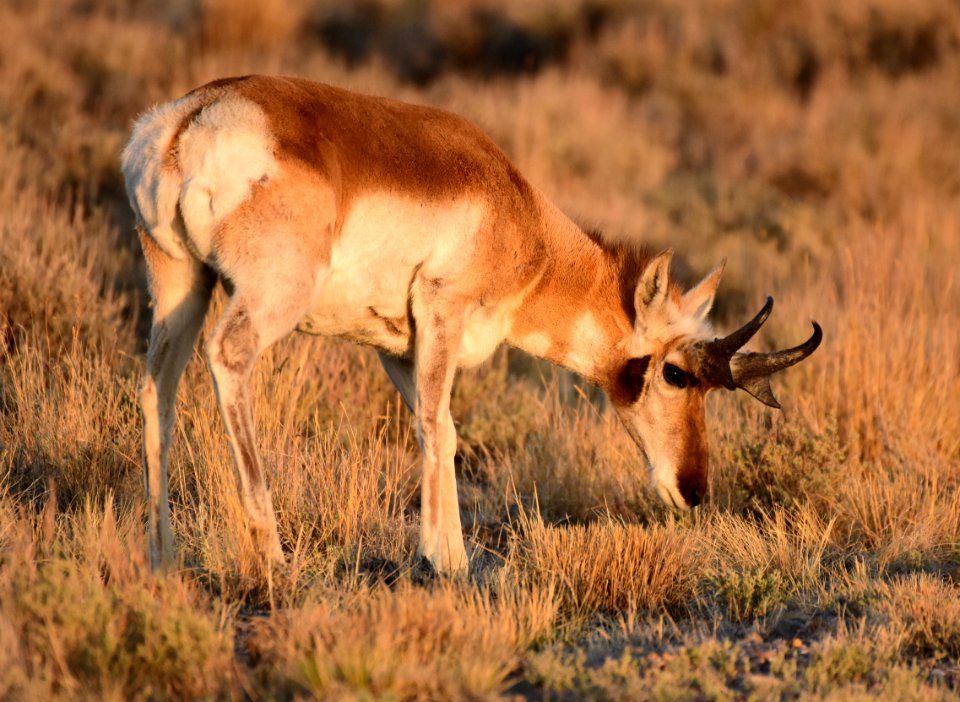 Pronghorn at Seedskadee National Wildlife Refuge