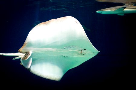 Stingray photo