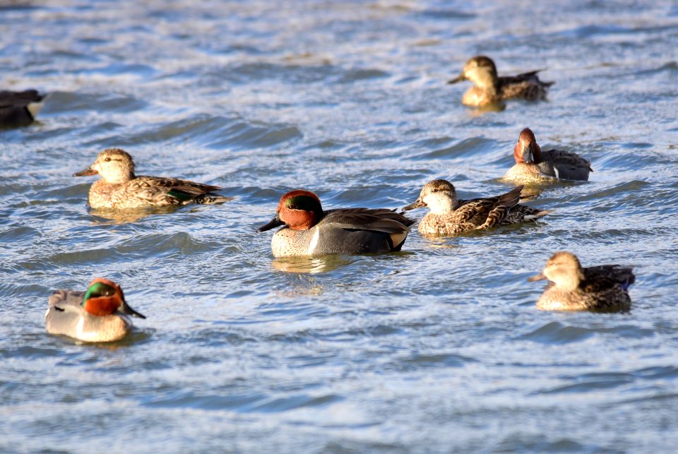 Green-winged teal at Seedskadee National Wildlife Refuge