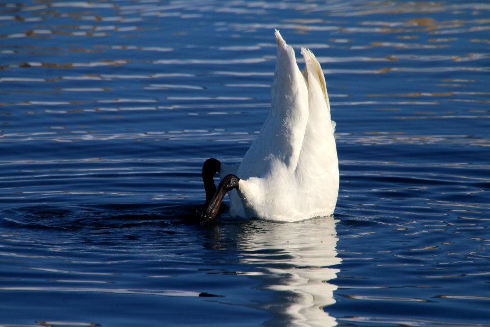 Trumpeter Swan