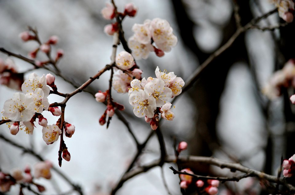 Yeouido Flower Festival