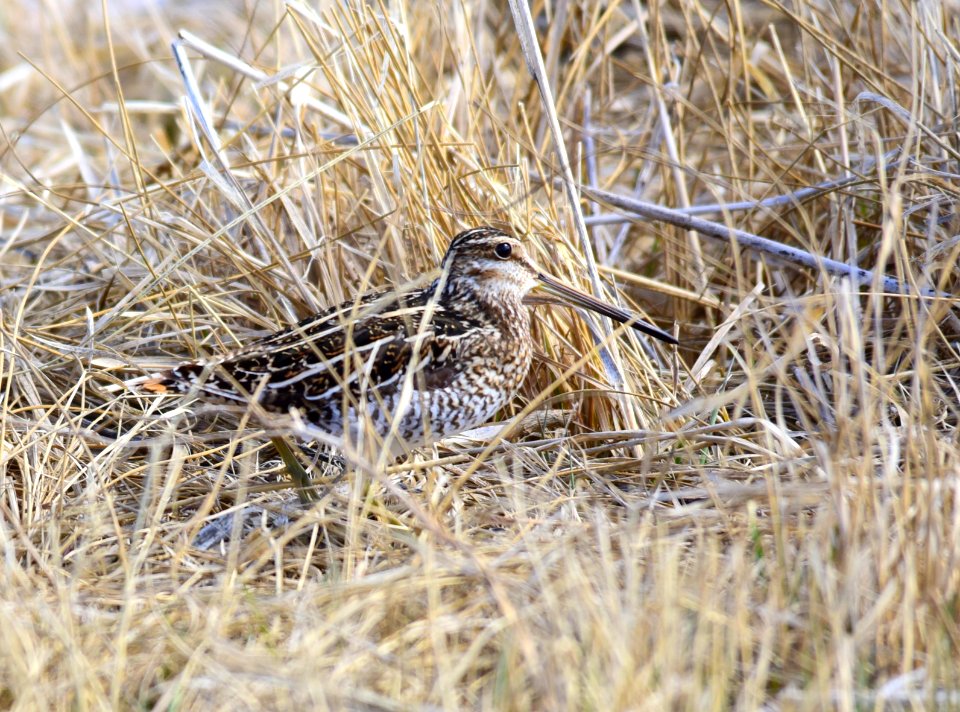 Wilson's snipe at Seedskadee National Wildlife Refuge