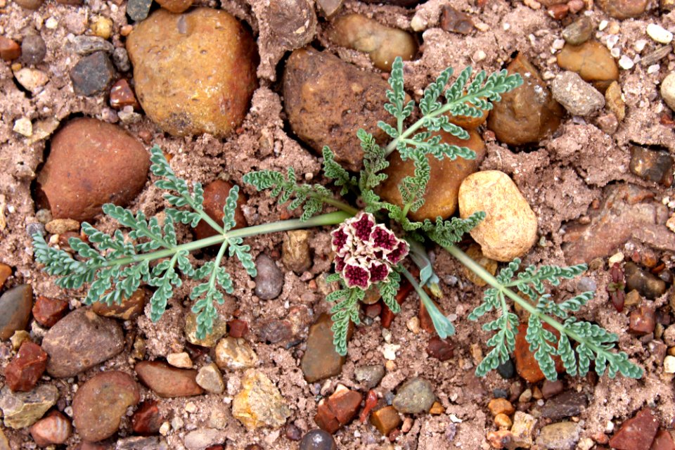 Biscuitroot (Vesper bulbosus)