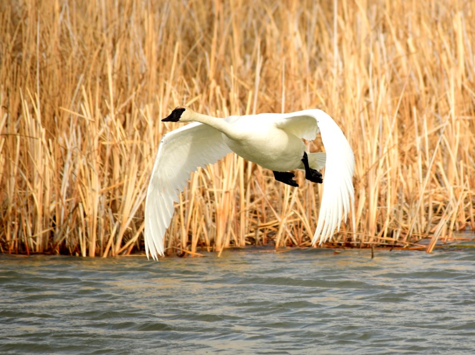 Trumpeter Swan at Seedskadee National Wildlife Refuge