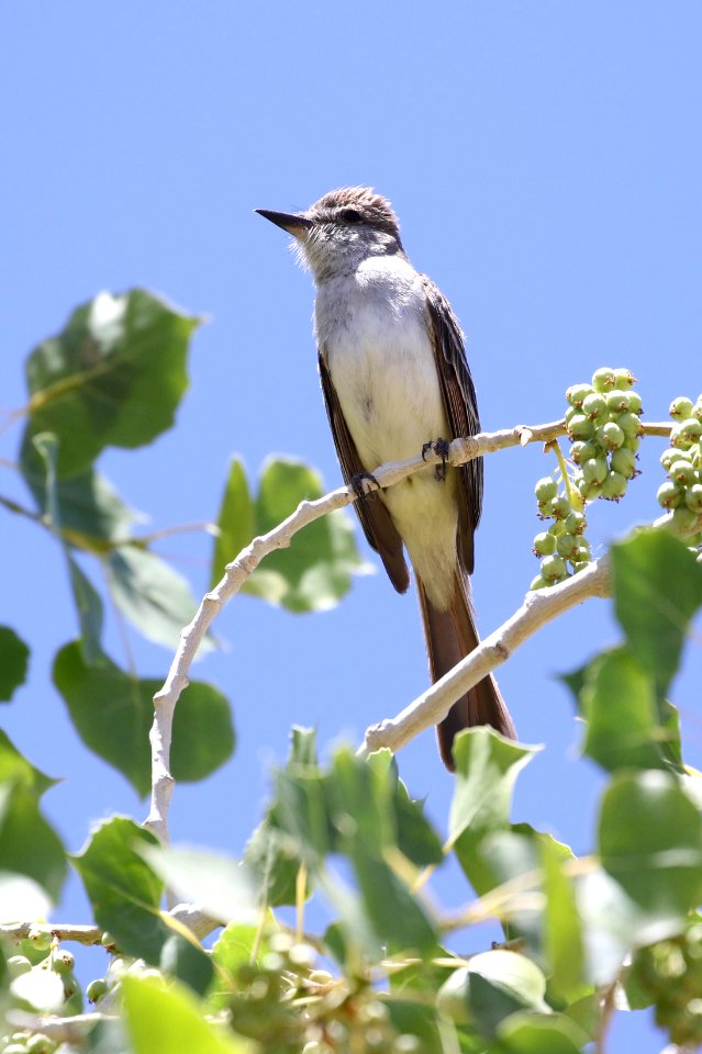 Ash-throated flycatcher