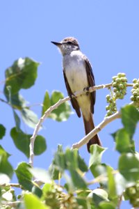 Ash-throated flycatcher photo