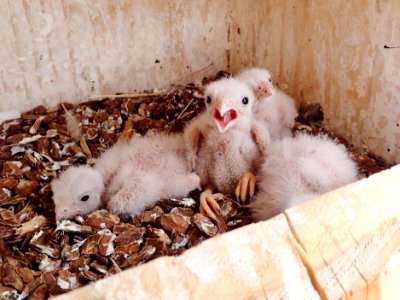 American kestrel chicks