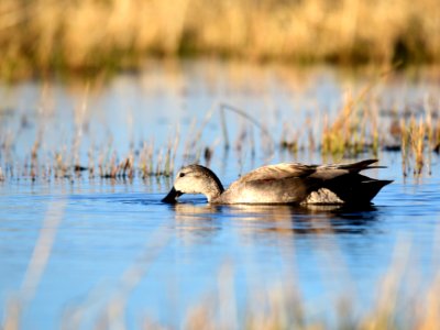 Gadwall at Seedskadee National Wildlife Refuge