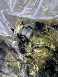 Tadpoles in a bag
