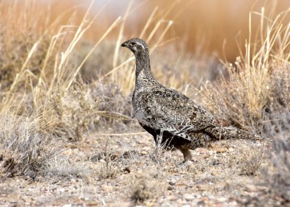 Greater sage-grouse at Seedskadee National Wildlife Refuge photo