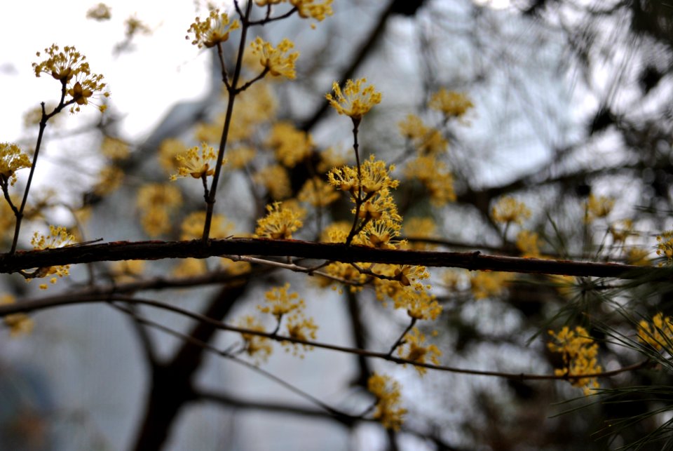Yeouido Flower Festival