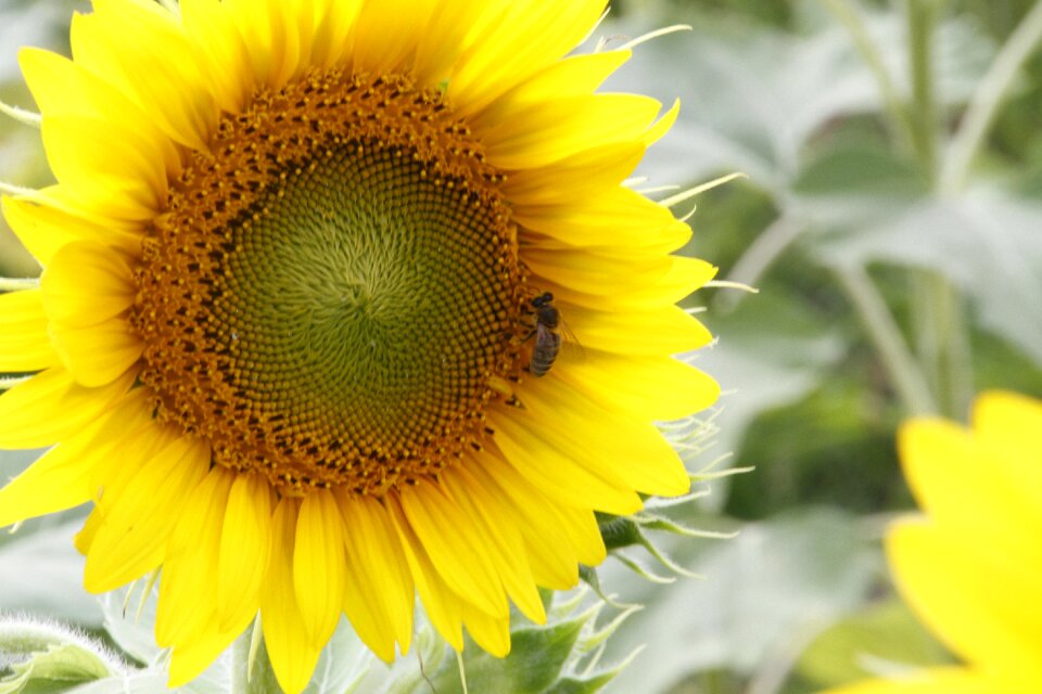 Yellow floral plant