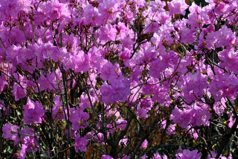 Yeouido Flower Festival