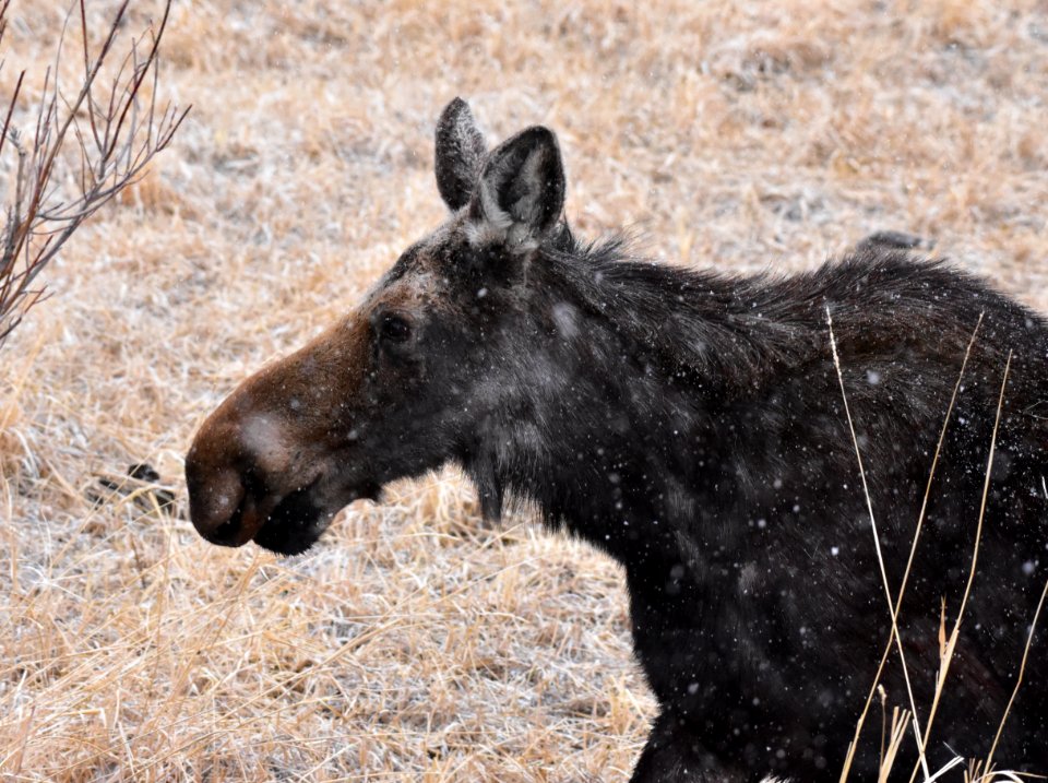 Moose at Seedskadee National Wildlife Refuge