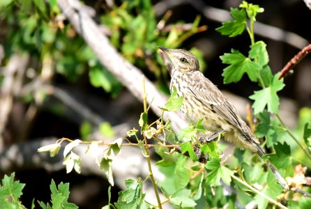 Sage thrasher at Seedskadee National Wildlife Refuge