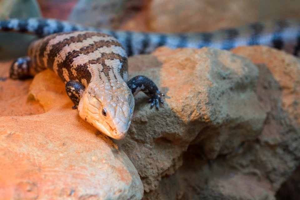 斜紋藍舌蜥 Eastern Blue-Tongued Skink
