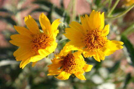 06-24-17 1532 Golden crownbeard (Verbesina encelioides)
