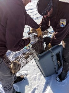 Prairie Dog Transport