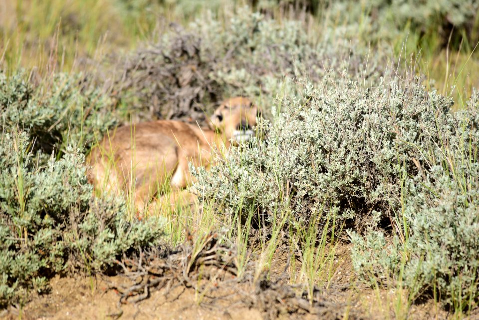 Pronghorn at Seedskadee National Wildlife Refuge photo