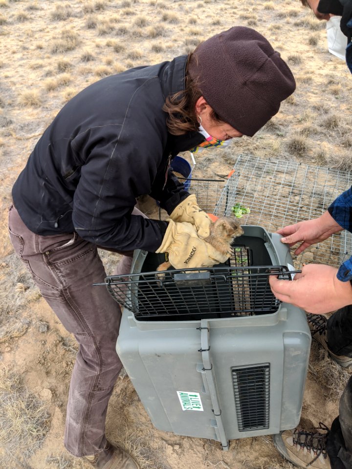 Prairie Dog release