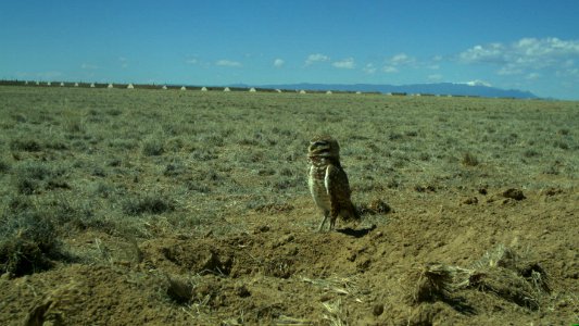 Burrowing Owl Game Camera