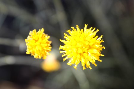 06-11-17 0690 Greenthread Thelesperma megapotamicum