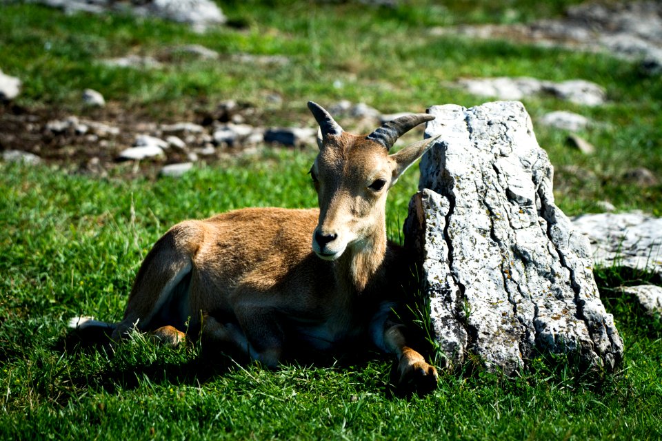 Barbary Sheep