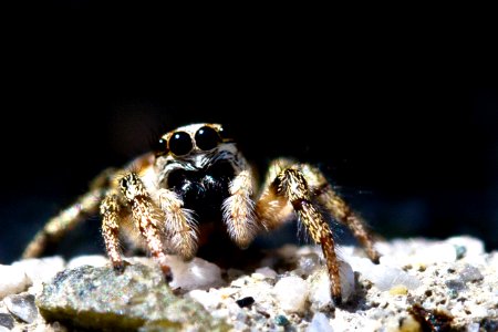 Jumping spider