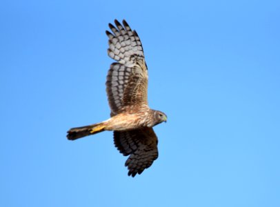 Northern harrier at Seedskadee National Wildlife Refuge