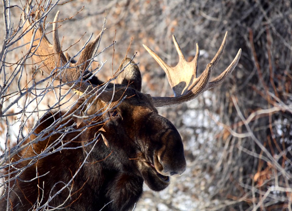 Moose at Seedskadee National Wildlife Refuge