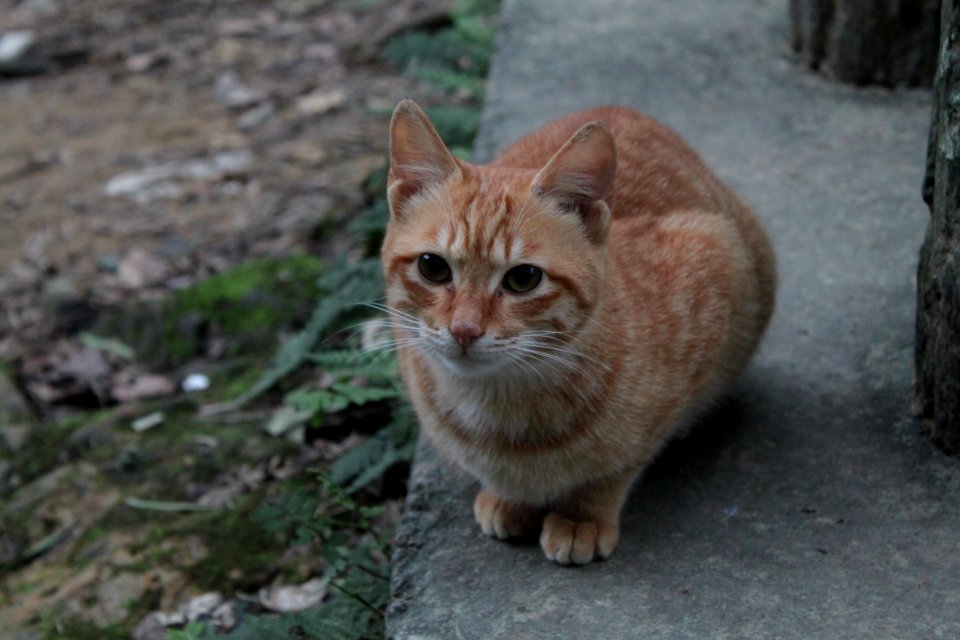 Lovely and innocent kitty