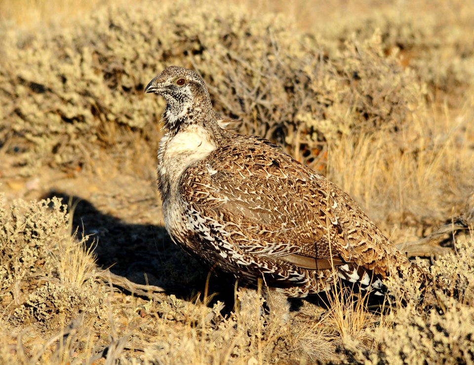 Greater sage-grouse at Seedskadee National Wildlife Refuge