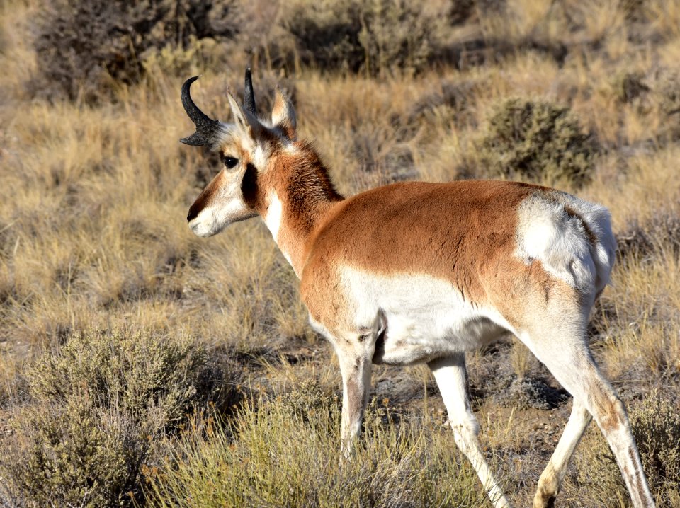 Pronghorn at Seedskadee National Wildlife Refuge