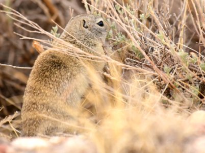 Wyoming ground squirrel at Seedskadee National Wildlife Refuge photo