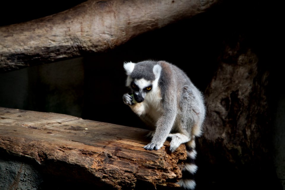 環尾狐猴 Ring-Tailed Lemur
