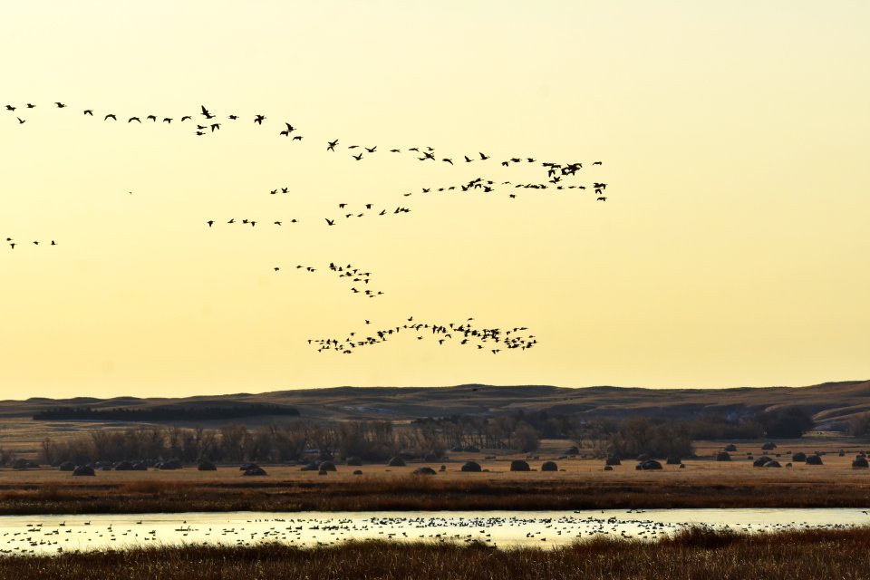 Waterfowl on LaCreek National Wildlife Refuge