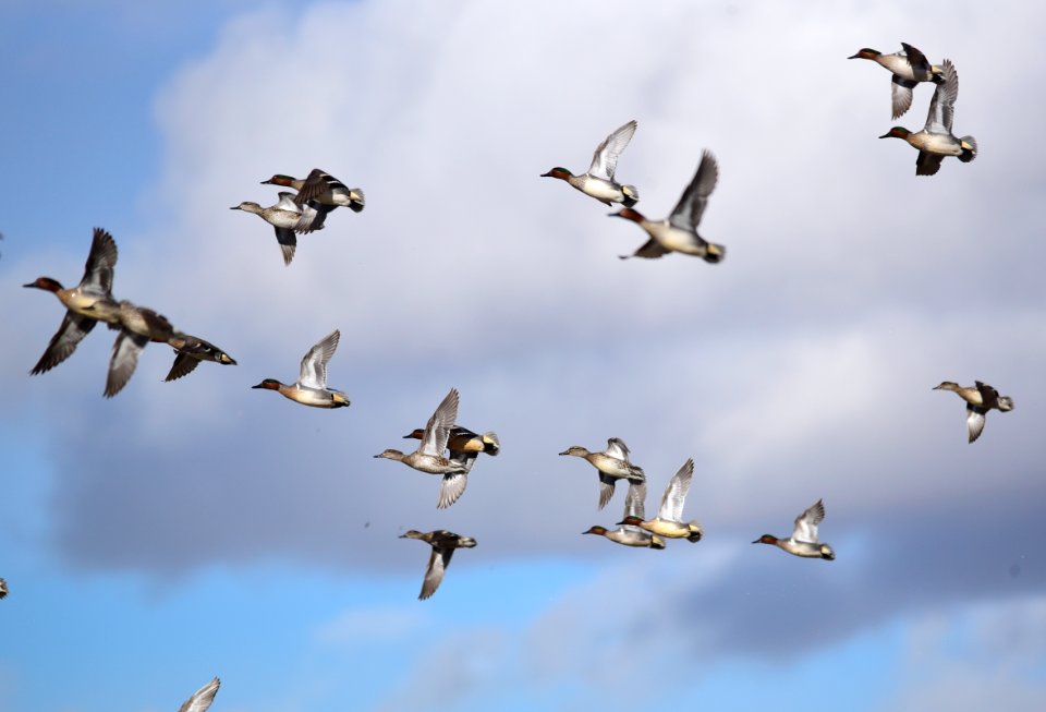 Green-winged teal on Seedskadee National Wildlife Refuge