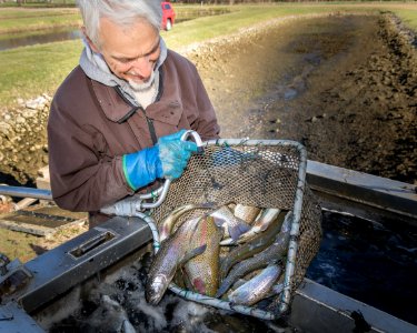 Rainbow Trout photo