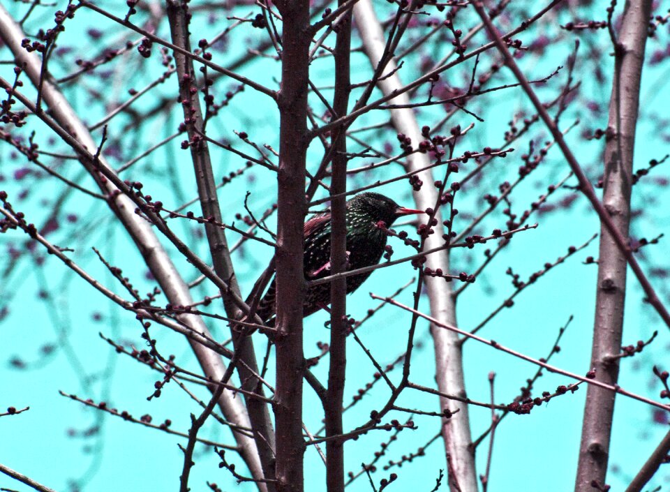 Spring background tree vintage