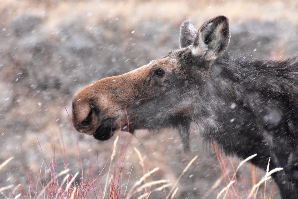 Moose at Seedskadee National Wildlife Refuge