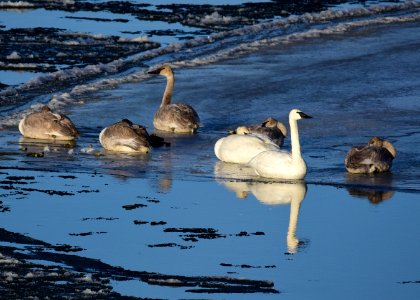 Trumpeter swans at Seedskadee National Wildlife Refuge