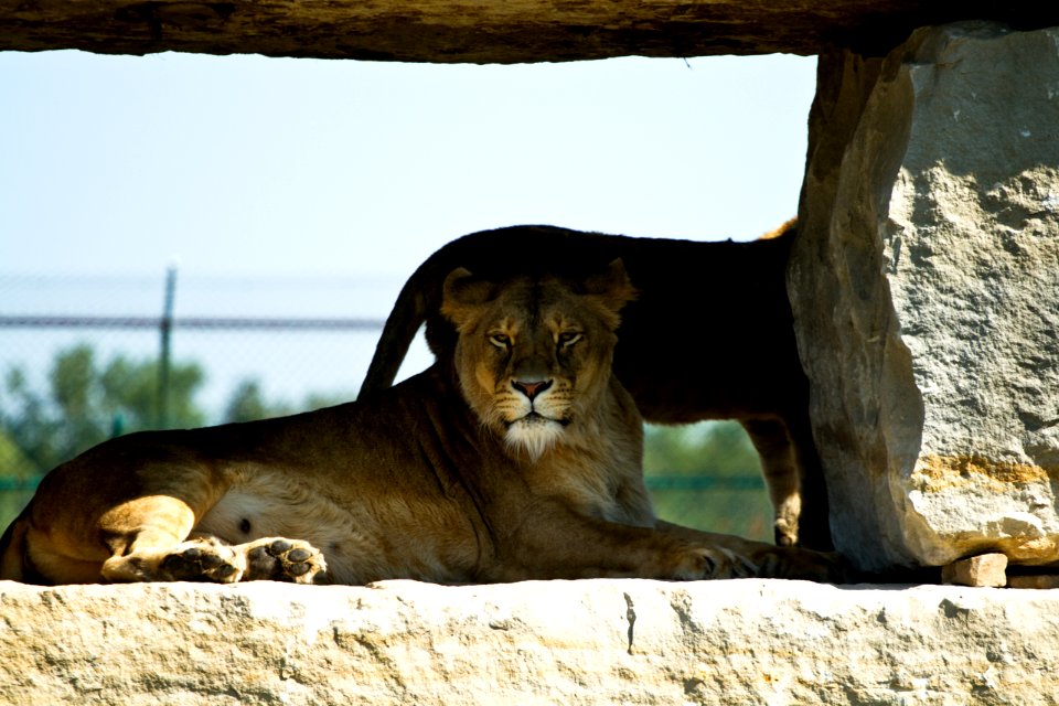 Lioness photo