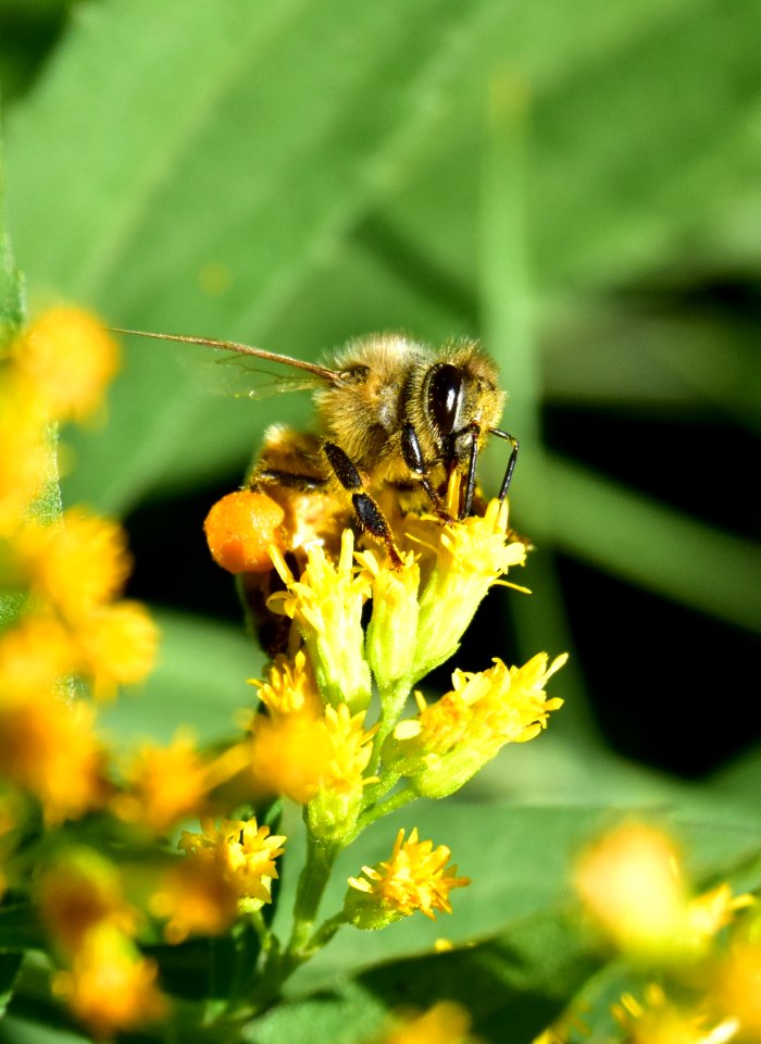 Honey bee along Bear River in Wyoming