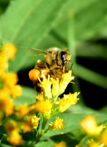 Honey bee along Bear River in Wyoming