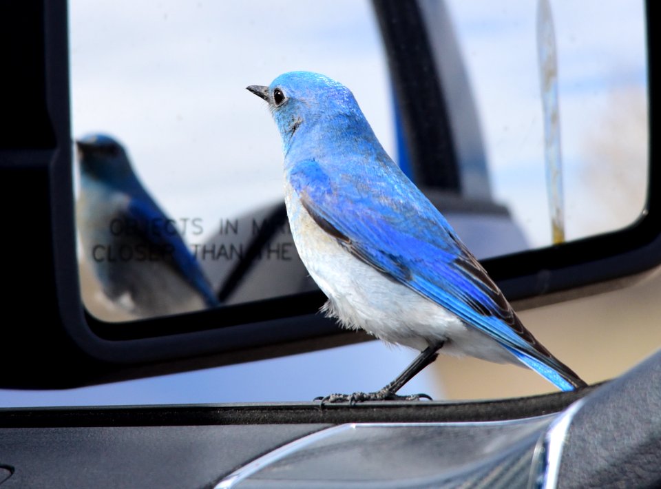 Mountain bluebird at Seedskadee National Wildlife Refuge