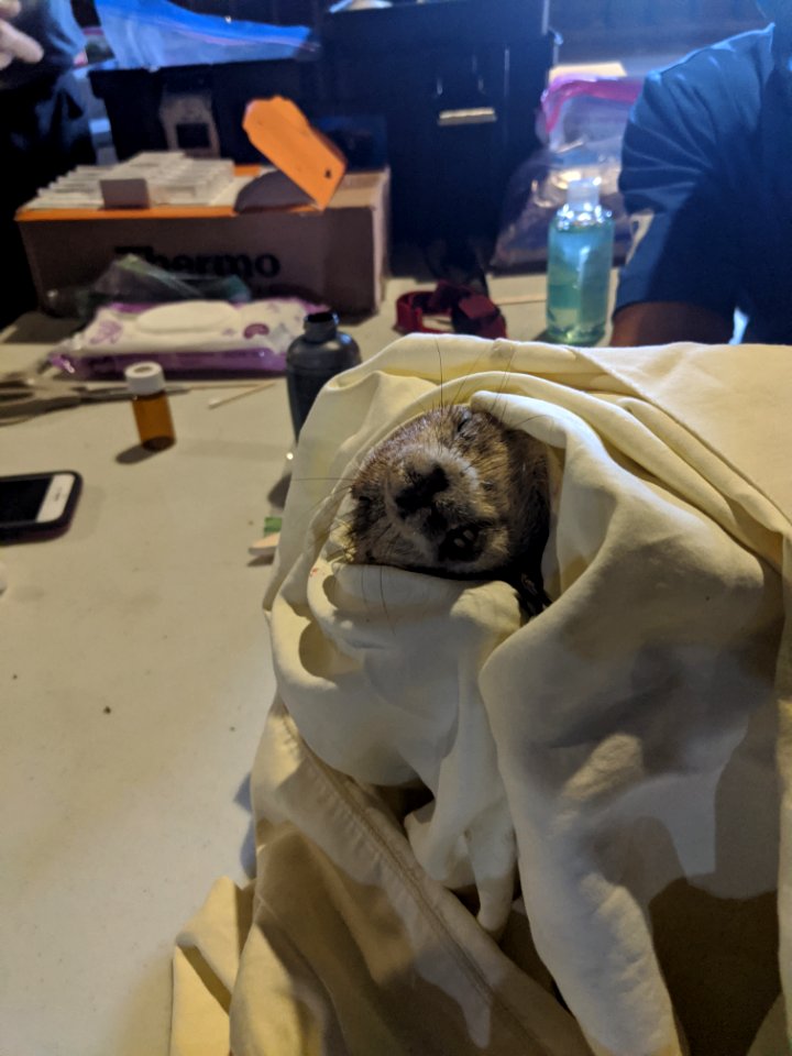 Prairie Dog trapping