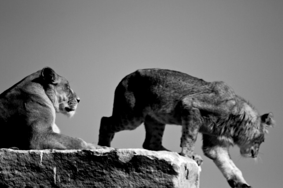 Lioness