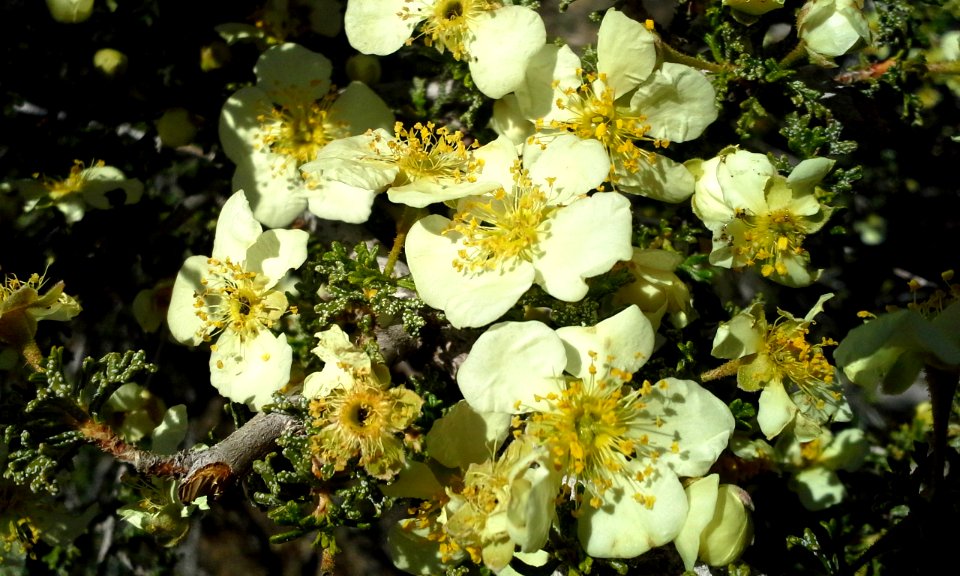 Stansbury cliffrose (Purshia stansburiana)